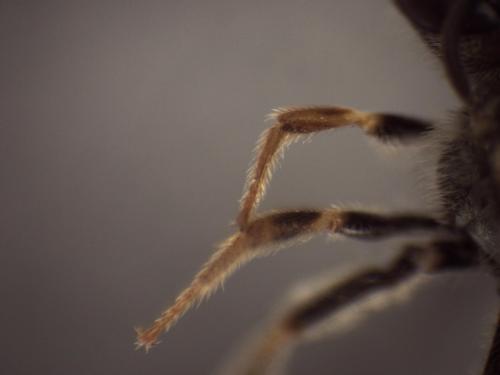 Seladonia sp.